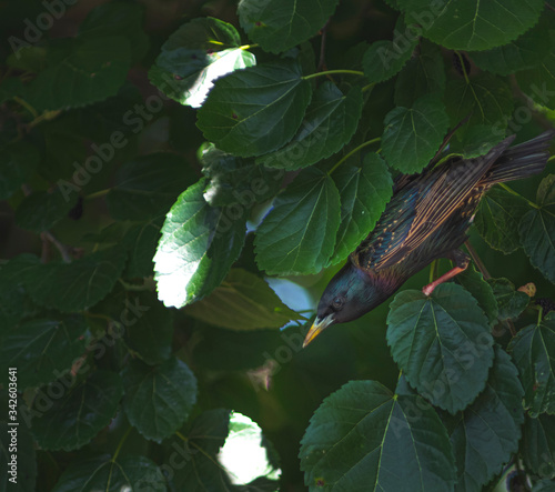 Starling looking for dinner in a mulberry tree. 
