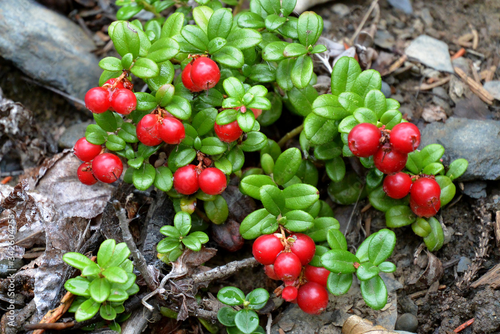 Lingonberry Plant Lingonberry Plant