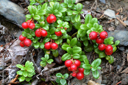Photography A Lingonberry plant (Vaccinium vitis-idaea) with bright red berries