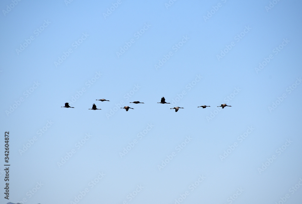Migrating sandhill cranes