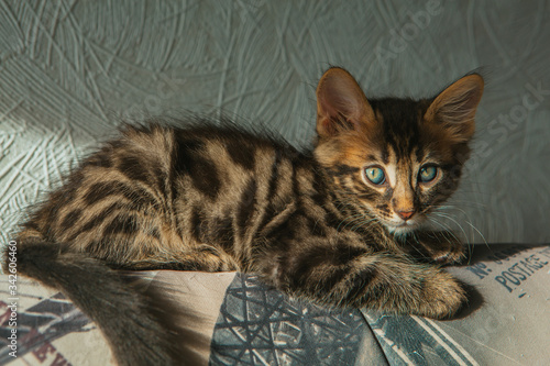 фотографія Little charcoal longhair bengal kitty laying at home