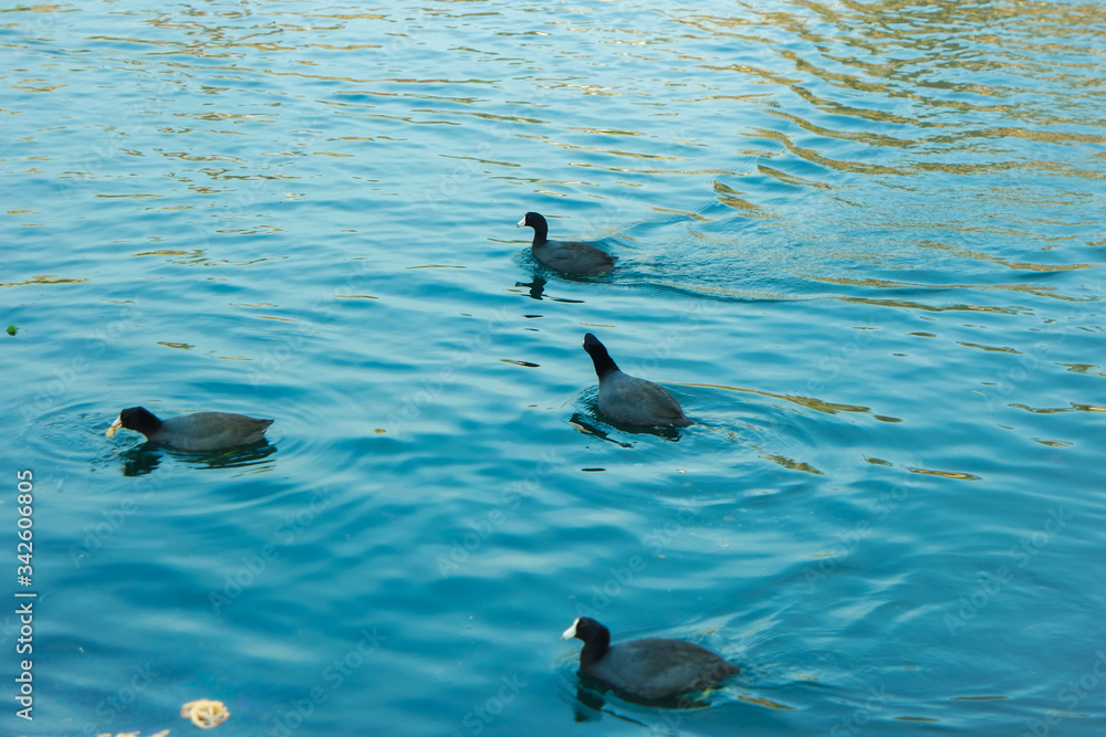 Obraz premium 호수를 유유히 수영하고 있는 오리들