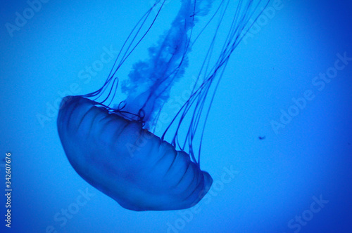 jelly fish in aquarium