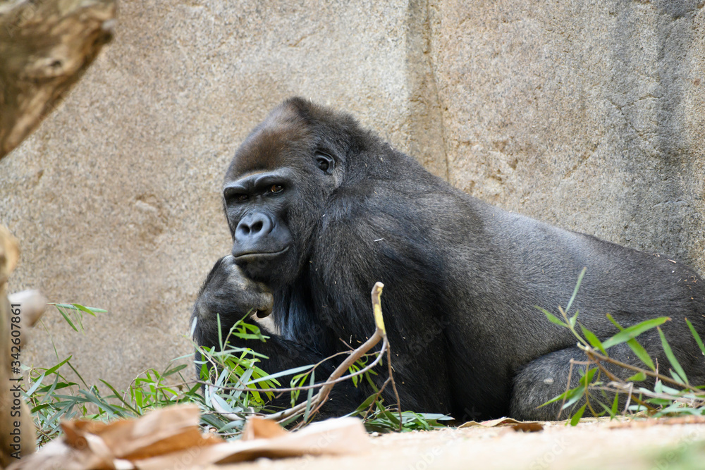 Young Silver back Gorilla looking into the camera