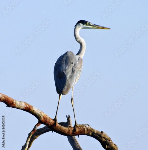 A great blue heron (Ardea herodias), perched on a tree branch, in Pantanal, the Brazilian wetlands, Piquiri river photo