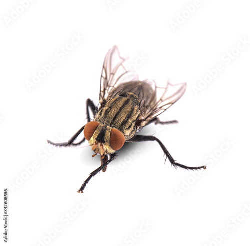 fly isolated on white background