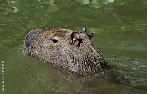 A giant Capybara (Hydrochoerus hydrochaeris), the world's largest rodent, shot at Piquiri river, in Pantalan, the Brazilian wetlands. photo
