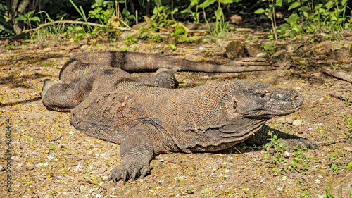 The Kododo Dragon is a natural habitat on Komodo Island. Indonesia © sytilin