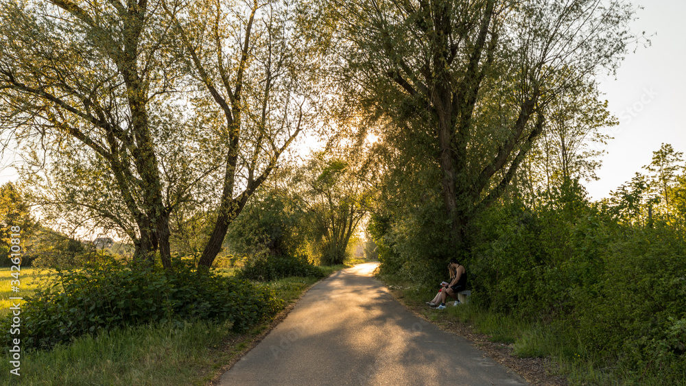 Summer rural landscape in Alsace