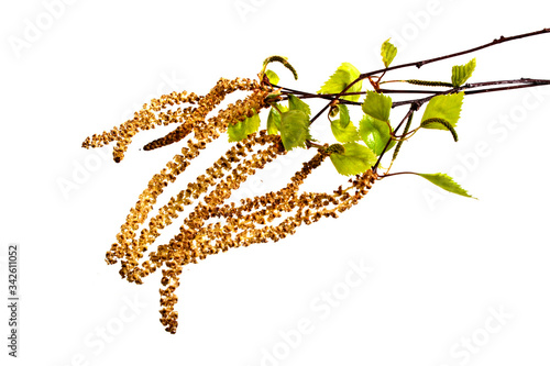 birch buds isolated on white background