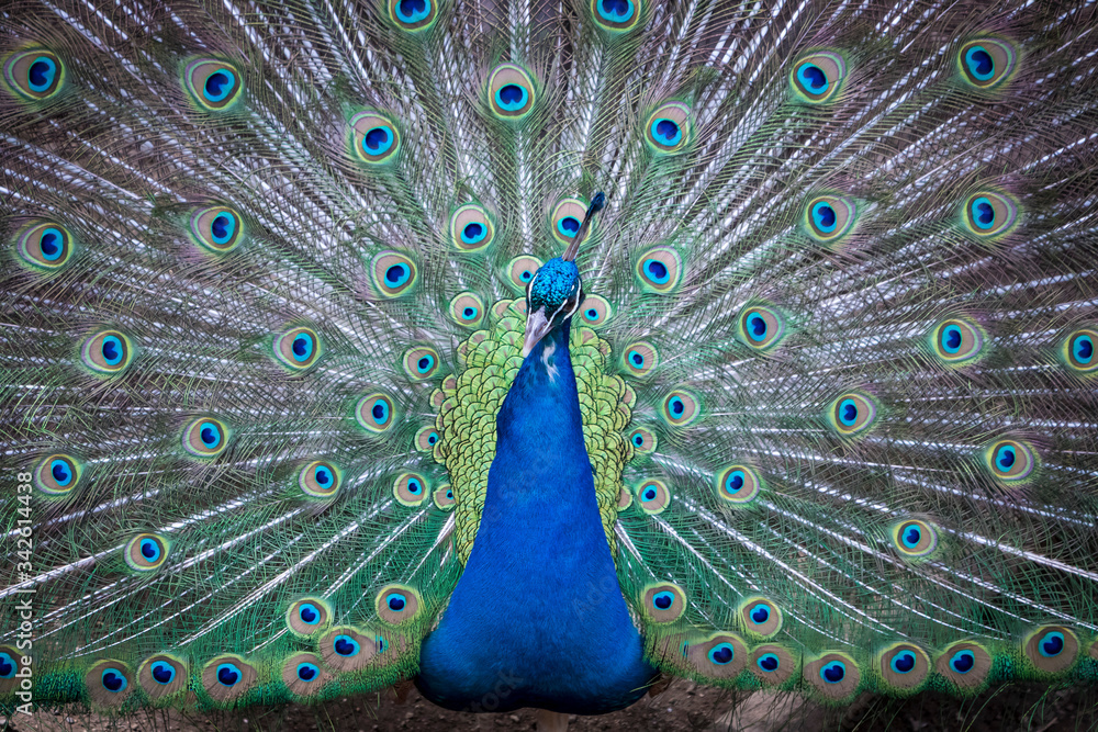 Obraz premium クジャク