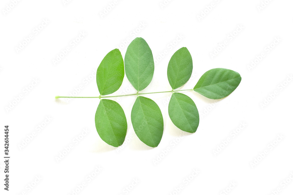 Flat lay (top view) of green leaves pattern on white background. Flat lay (top view) of green leaves pattern on white background.