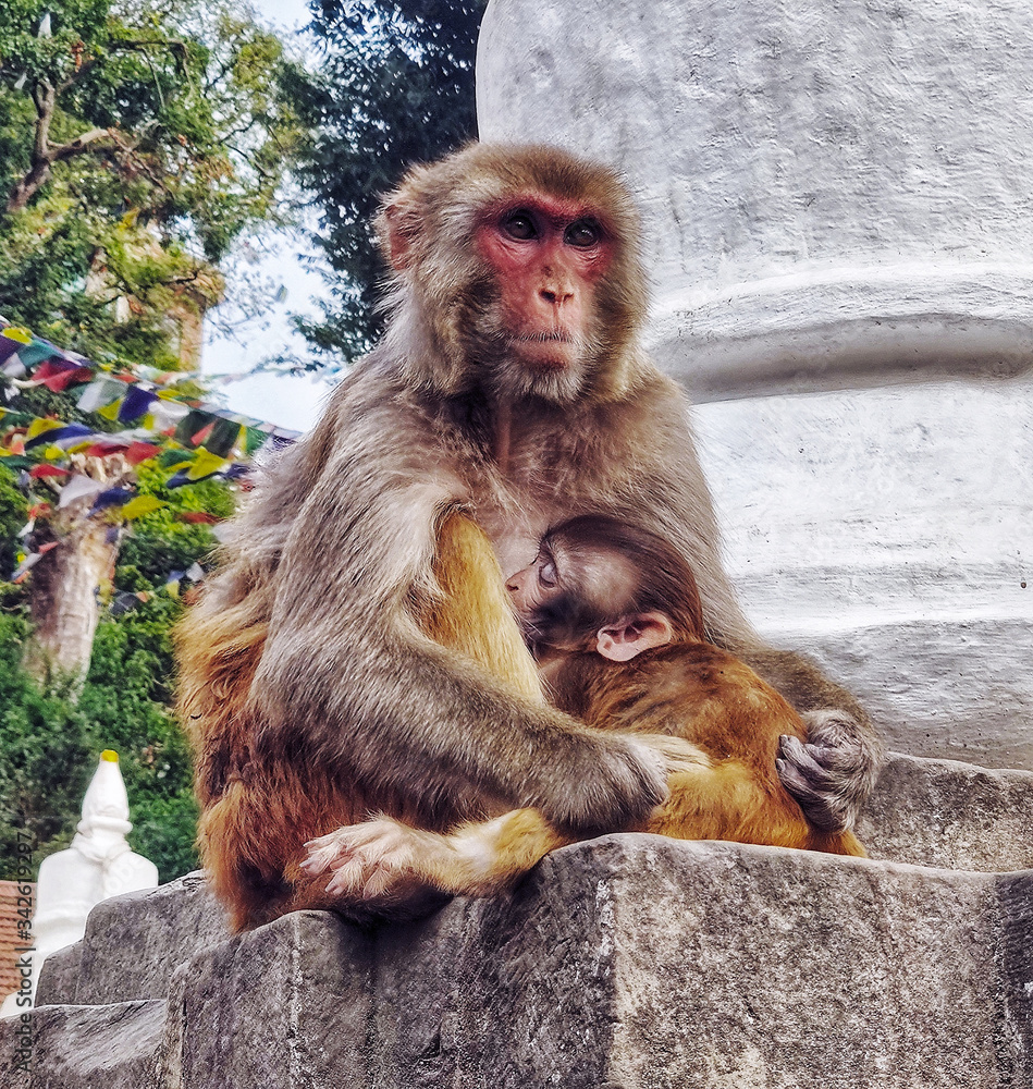 mother monkey and the baby,swayambhu,nepal