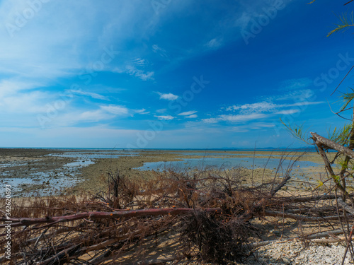 dead tree on the low tide beach