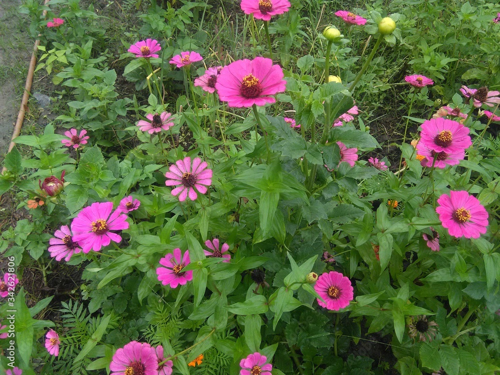 flowers in the garden flowers in the garden