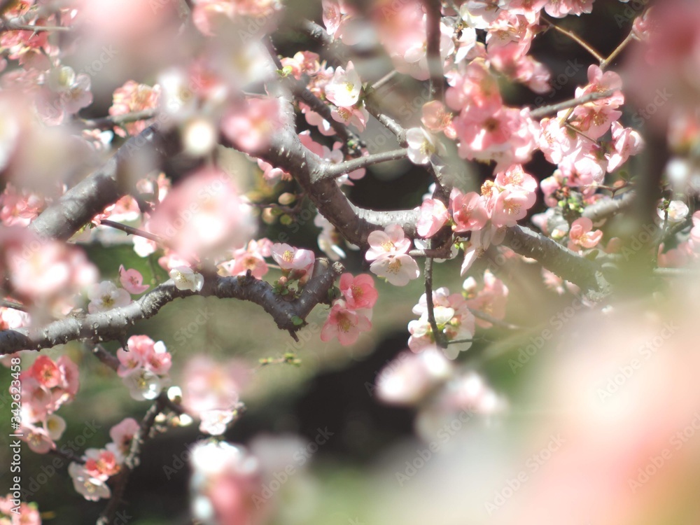 Beautiful Cherry Blossoms in Tokyo Beautiful Cherry Blossoms in Tokyo