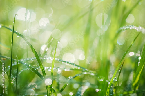 Wallpaper Mural Green grass on meadow field with drops of water. Abstract green natural background. Torontodigital.ca