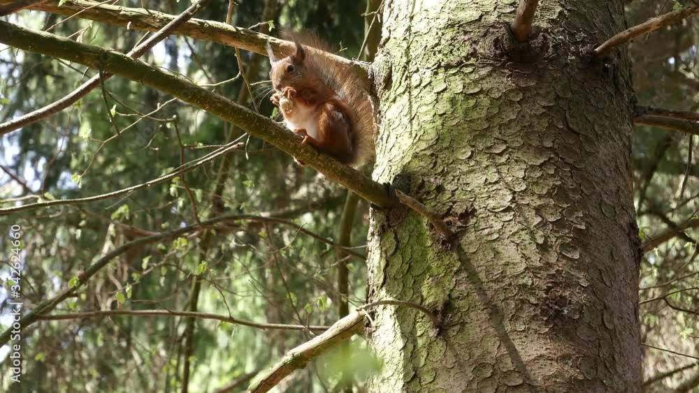 Squirrel eats a peanut nut sitting on a branch. Squirrel eats a peanut nut sitting on a branch.