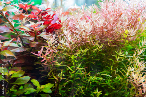 Red and green water plant Rotara and Radjia varieties As a background