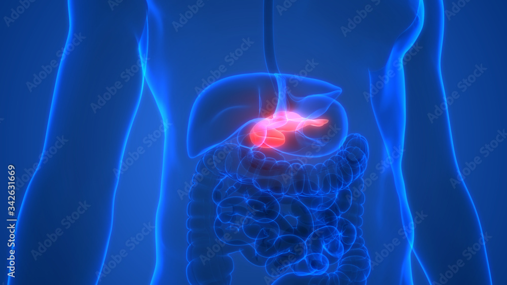 Human Internal Organ of Digestive System Pancreas Anatomy X-ray 3D ...
