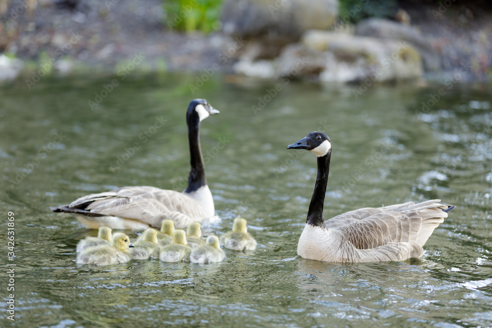 Canada Geese and Goslings Showing Formation. Palo Alto, California, USA.
Canada Geese and Goslings Showing Formation. Palo Alto, California, USA.
