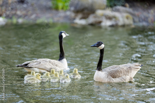 Canada Geese and Goslings Showing Formation. Palo Alto, California, USA.
