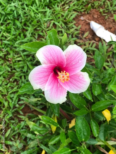 pink flower in the garden