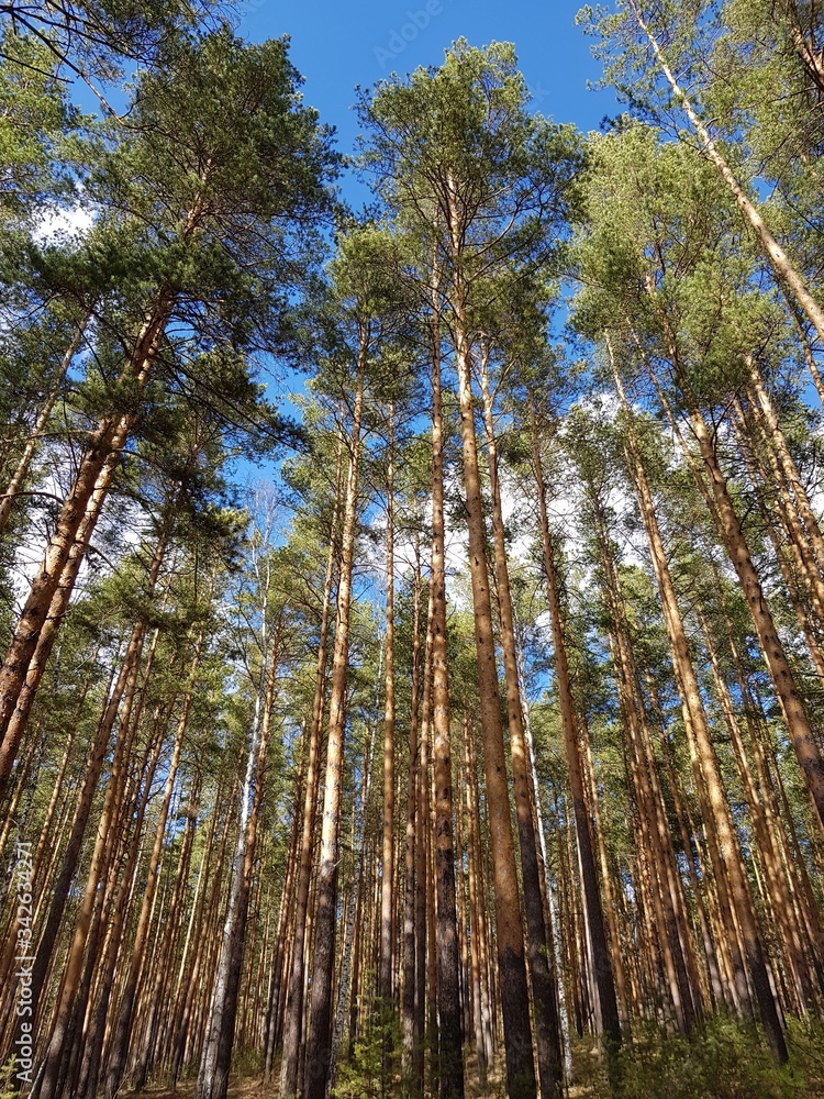 Fototapeta premium Trees on a background of blue sky