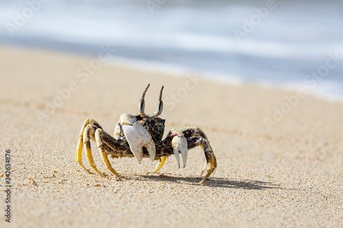 Crab