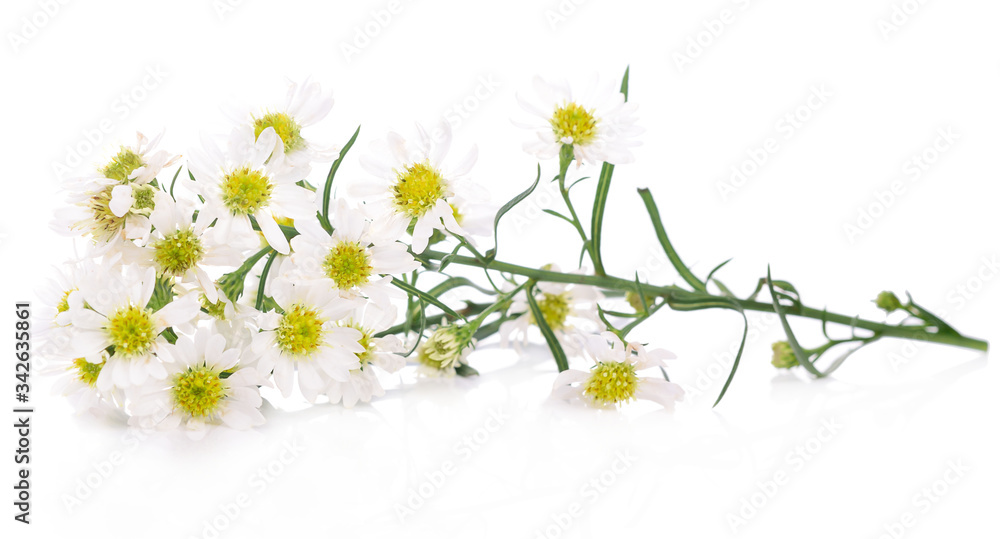 White cutter flower on white background. White cutter flower on white background.