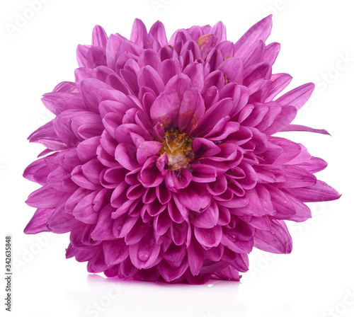 Magenta chrysanthemum isolated on white background