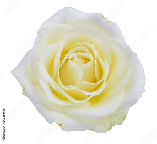 white roses  fresh flower from nature isolated on a white background.