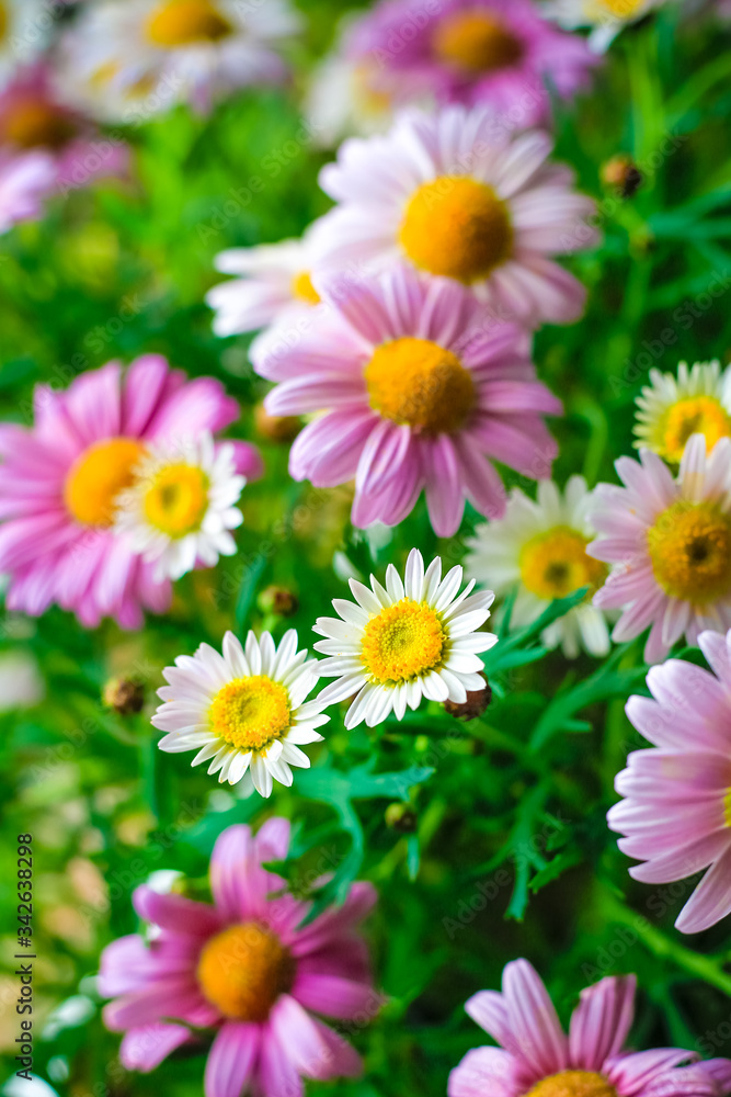 Field of daisy flowers. Colourful bouquet of rose camomile. Spring violet flowers with bright emerald green leaves and water drops. wild nature floral composition. Gardening and floral design theme Field of daisy flowers. Colourful bouquet of rose camomile. Spring violet flowers with bright emerald green leaves and water drops. wild nature floral composition. Gardening and floral design theme