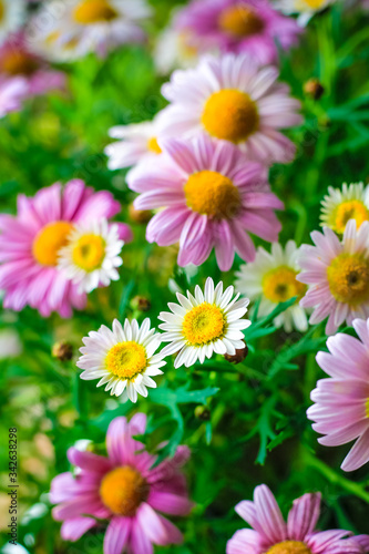 Field of daisy flowers. Colourful bouquet of rose camomile. Spring violet flowers with bright emerald green leaves and water drops. wild nature floral composition. Gardening and floral design theme