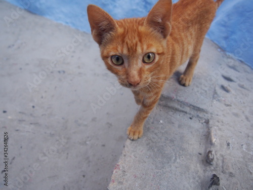 A beautiful and lovely cat in the old town surrounded by blue exterior walls, Chaouen (Chefchaouen), Morocco © Mithrax