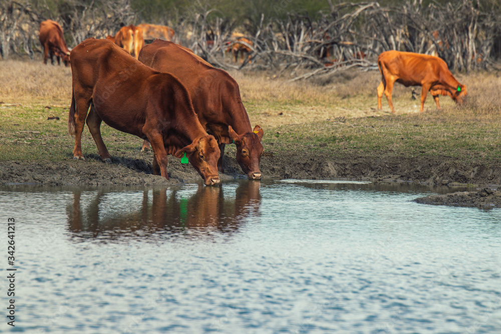 Vacas tomando agua en un lago Vacas tomando agua en un lago