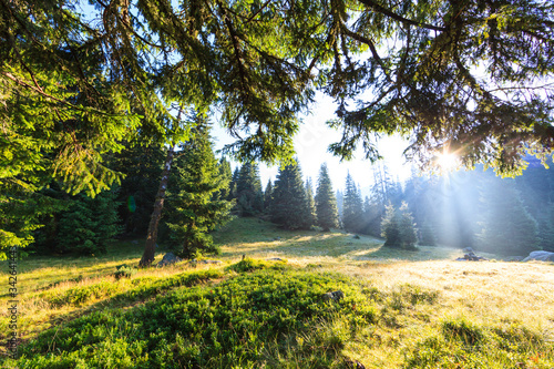 Fresh scenery in a mountain forest with beautiful rays at sunrise