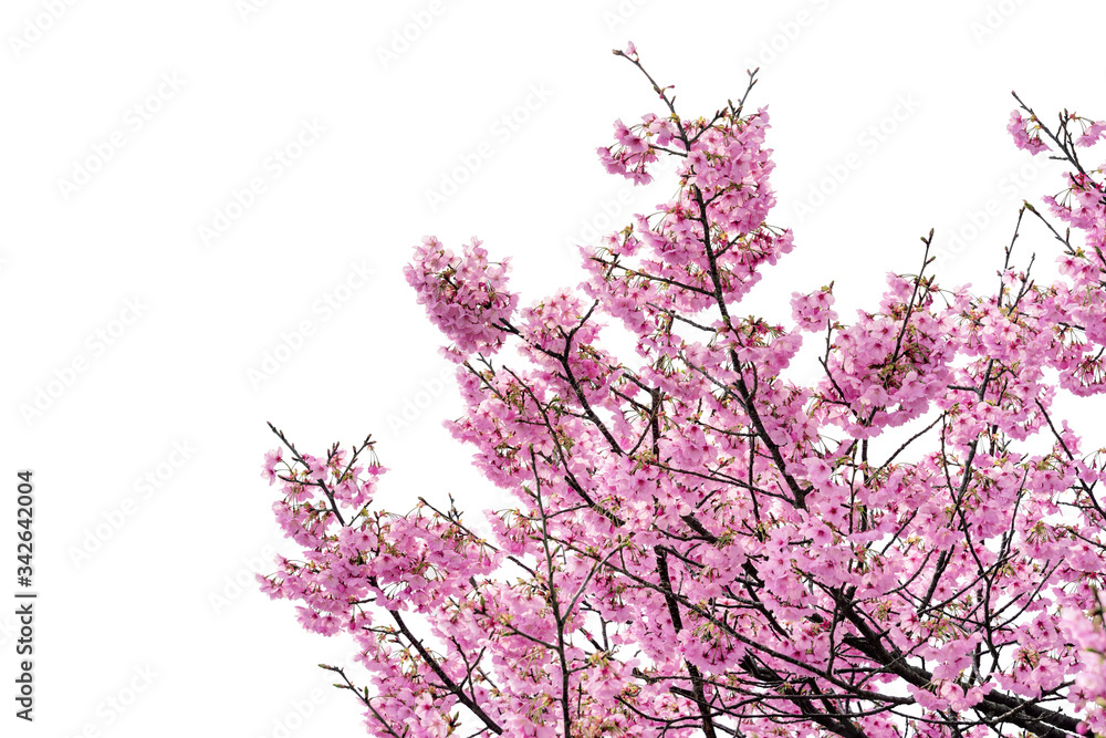 Pink flower, Cherry blossoms tree isolated on white background. Pink flower, Cherry blossoms tree isolated on white background.