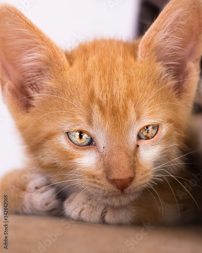 portrait of a cat