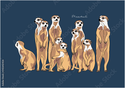 Vector Illustration of Meerkat / Suricate