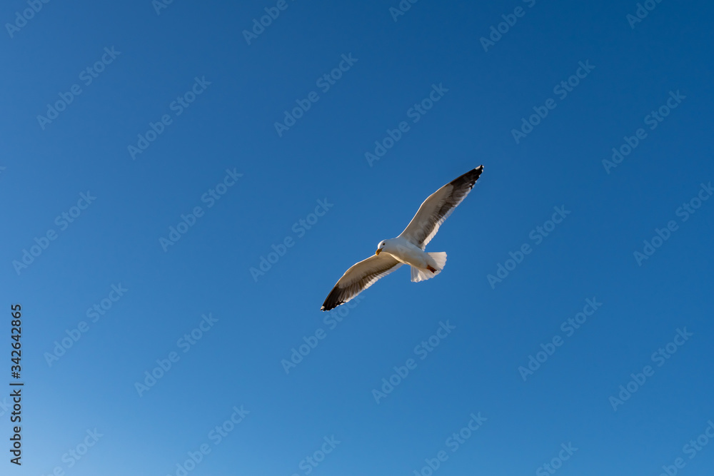 Seagull flying with wings wide open against a blue sky background Seagull flying with wings wide open against a blue sky background