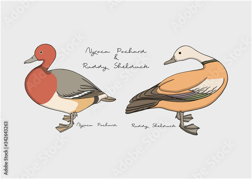 Vector Illustration of Duck / Bird, Nyroca Pochard and Ruddy Shelduck