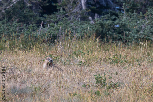 walk marmot laying in tall brown grass on mountain