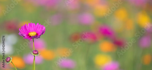 Pink and yellow cosmos flower field background.Beautiful cosmos flower natural garden in countryside.Flower field in summer concept.