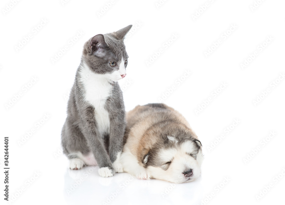 A kitten sits next to a sleeping Malamute puppy. Isolated on a white background A kitten sits next to a sleeping Malamute puppy. Isolated on a white background