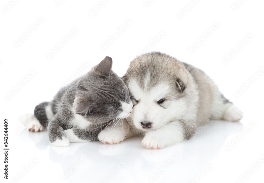 The kitten kisses the sleeping malamute puppy. Isolated on a white background
