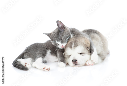 A kitten licks a sleeping malamute puppy. Isolated on a white background