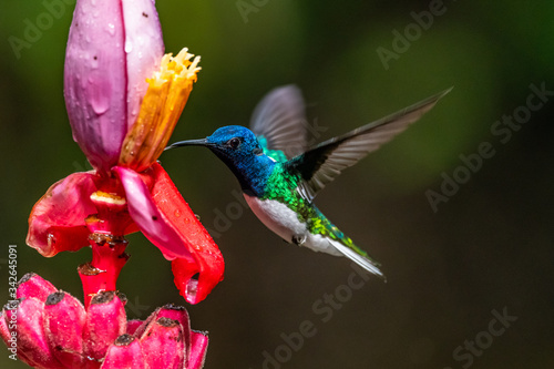 Valokuva Blue hummingbird Violet Sabrewing flying next to beautiful red flower
