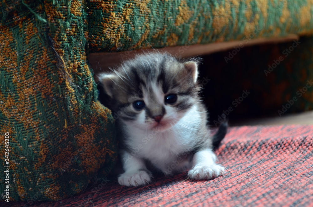 young small cat sitting near sofa