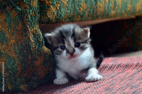Obraz na płótnie young small cat sitting near sofa w salonie